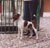 Ch.Guadamecil Chedey, �ltimo hijo de Shillelagh Mr.Perfect