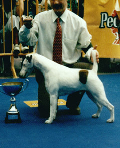Chico, especial Terriers Marbella 95