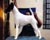 �brego del P�ramo Foxthor (Tango)